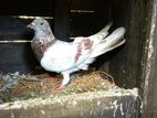 Pigeons