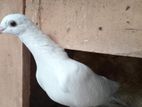 Pigeons