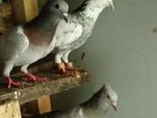 pigeons