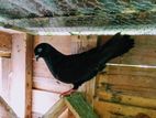 Pigeons