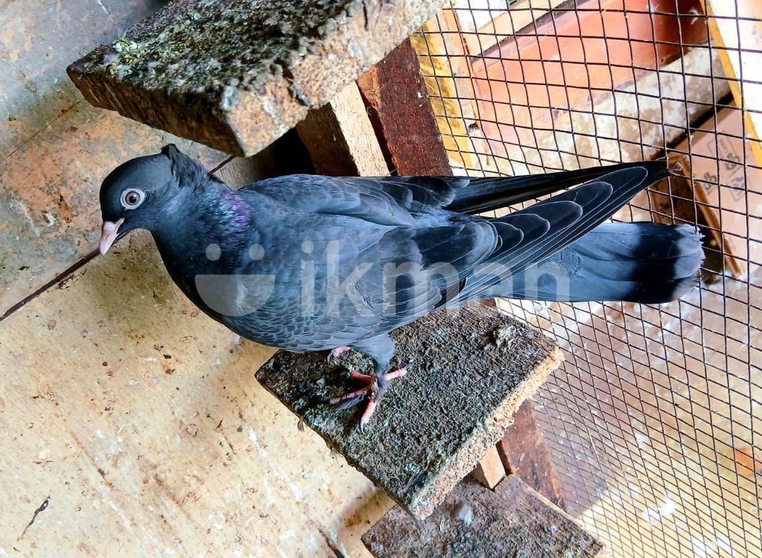 Pigeons for Sale in Kandy City ikman