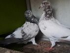 Pigeons