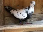 Pigeons
