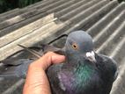 Pigeons