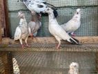 Pigeons