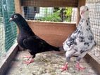 Pigeon