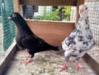 Pigeons