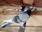 pigeons