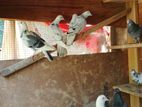 Pigeons
