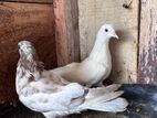 Pigeons