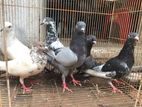 pigeons