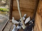 Pigeons