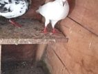 Pigeons