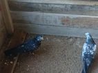 Pigeons
