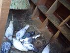 Timing Pigeons