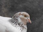 Pigeons