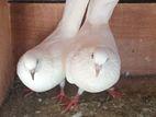 pigeons