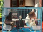 Pigeons