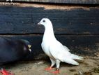 Pigeons