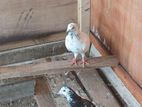 pigeons
