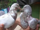 pigeons