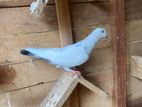Pigeons