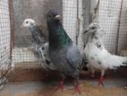 Pigeons