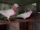 Pigeons