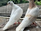 Pigeons