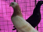 Pigeons