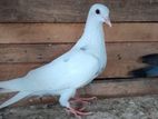Pigeons