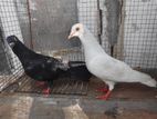 Pigeons