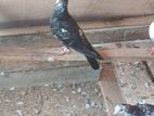 Pigeons