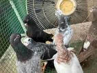 pigeons