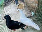 pigeons