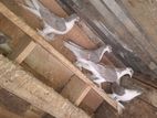 Pigeons