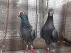 Pigeons