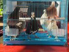 Pigeons