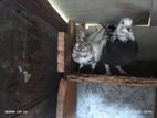 Pigeons