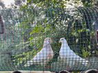 Pigeons