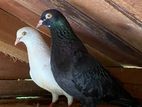 Pigeons