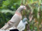 Pigeons