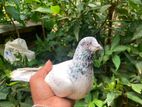 Pigeons