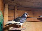 Pigeons