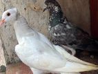 Pigeons