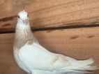 Pigeons
