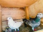 Pigeons