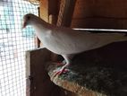 Pigeons