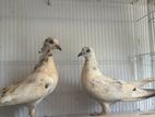 Pigeons