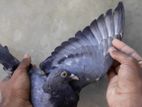 Indian Pigeons